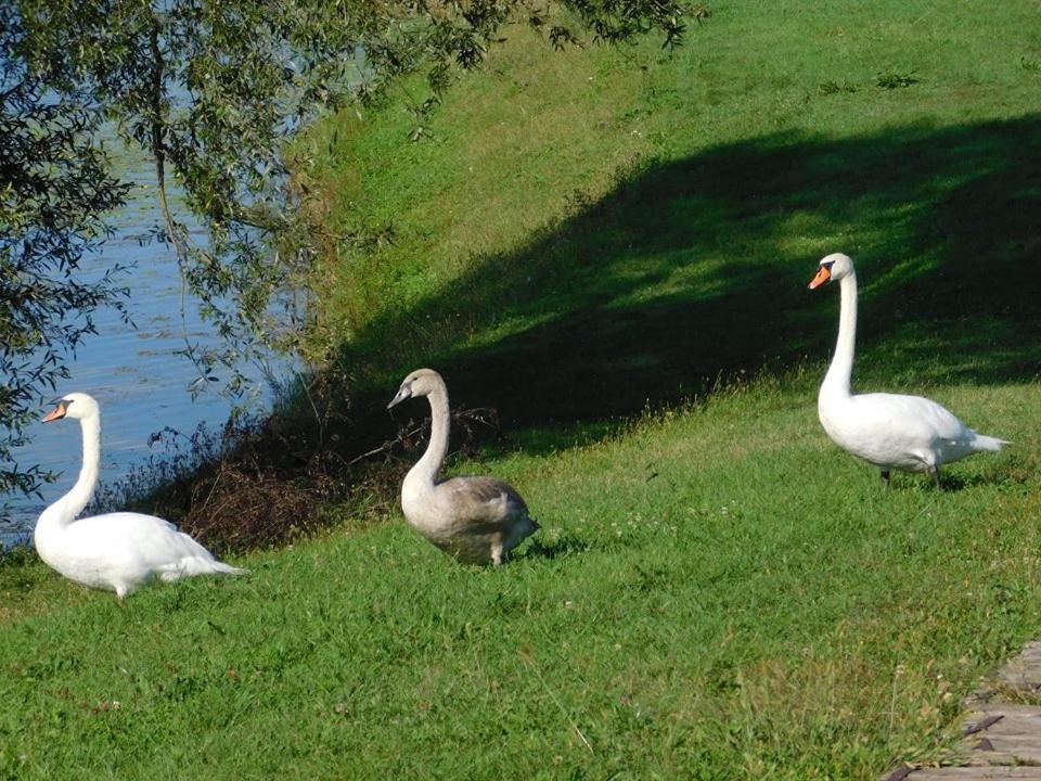 Kod Ribica Bed & Breakfast Jasenovac ภายนอก รูปภาพ